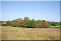 Woodland by the Sussex Border Path