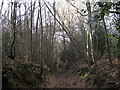 Byway in Stony Lane Wood