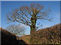 Oak, Copland Lane