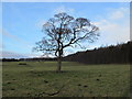 NZ1322 : Tree in pasture near Raby Castle by David Hawgood