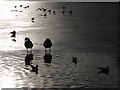 Telford: silhouettes and shadows on lake ice