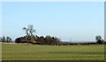 2010 : Pasture and plantation east of the A46