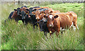 Cows near Otterburn