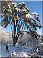 Snow-covered tree near Roath Park Lake