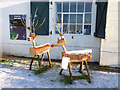 SZ1992 : Reindeer at Steamer Point by Mike Smith