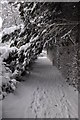 Tiverton : Snowy Footpath