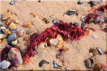 TG5302 : Red weed on Gorleston Beach by Steve Daniels