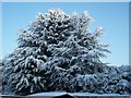 Frost on large evergreen Fir tree and shrub