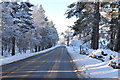 Road from Cairngorm to Coylumbridge