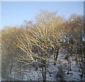 Woodland by the railway line