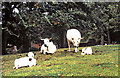 White Park cattle by Appleby Castle