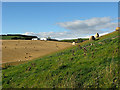 Farmland at Cortleferry