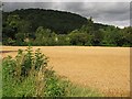 Barley, Glencarse