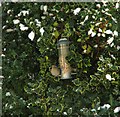 Holly bush bird feeder