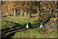 Swans by a drainage ditch in the Tillingham Valley