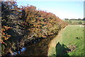 Autumn colours by a drainage ditch