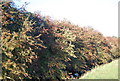 Red berries by the High Weald Landscape Trail