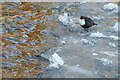 Dipper (Cinclus cinclus) on the Ericht at Blairgowrie