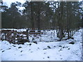 Gate in the woods