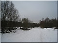 Snow in Laughton Forest