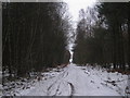 Track through Laughton Wood