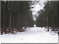 Ride through Laughton Wood