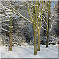 Woodland track in Muchall Park, Wolverhampton