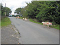 Rush hour at Cleeton St Mary