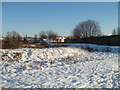 Snowy  Crindau, Newport