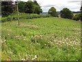 Thistles