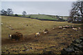 Sheep with their winter food