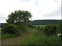 NU0534 : St Cuthbert's Way climbs to Cockenheugh Wood by David Purchase