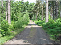 NU0536 : St Cuthbert's Way in Shiellow Wood by David Purchase