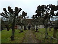 Lower Bullington- lime trees at St Michael and All Angels