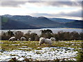 Grazing sheep near Spinningdale