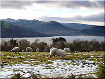 NH6889 : Grazing sheep near Spinningdale by sylvia duckworth