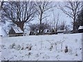 Chickens in the snow