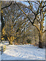 Big trees at Ardgowan Estate