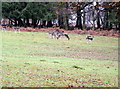 Fallow deer (Dama dama), Hyde