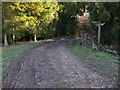 Footpath junction on Hangers Way