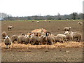 TM0492 : Sheep at feed ring in field north of Old Buckenham Fen by Evelyn Simak