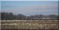 Bales in a field near Weston