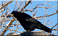 A Rook at Lossiemouth.