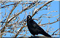 A Rook at Lossiemouth