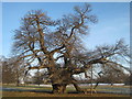 Oak in Fredville Park (3)