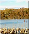 Bulrushes at Bertha Loch