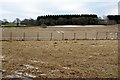 Fields, near Blackhill, Airlie