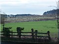 Young guarded trees, near Clumpcliffe