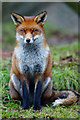TQ3643 : Fox at the British Wildlife Centre, Newchapel, Surrey by Peter Trimming