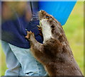 TQ3643 : Otter at the British Wildlife Centre, Newchapel, Surrey by Peter Trimming